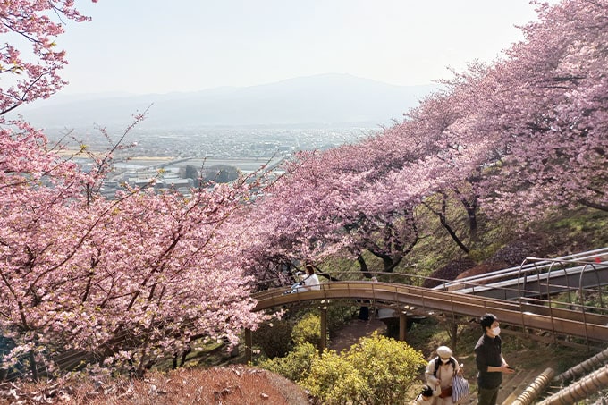 Early Blooming Sakura in February: Where to see the early Kawazu-zakura cherry blossoms near Tokyo?