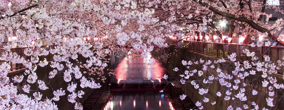 Meguro River - The tunnel formed by the cherry trees