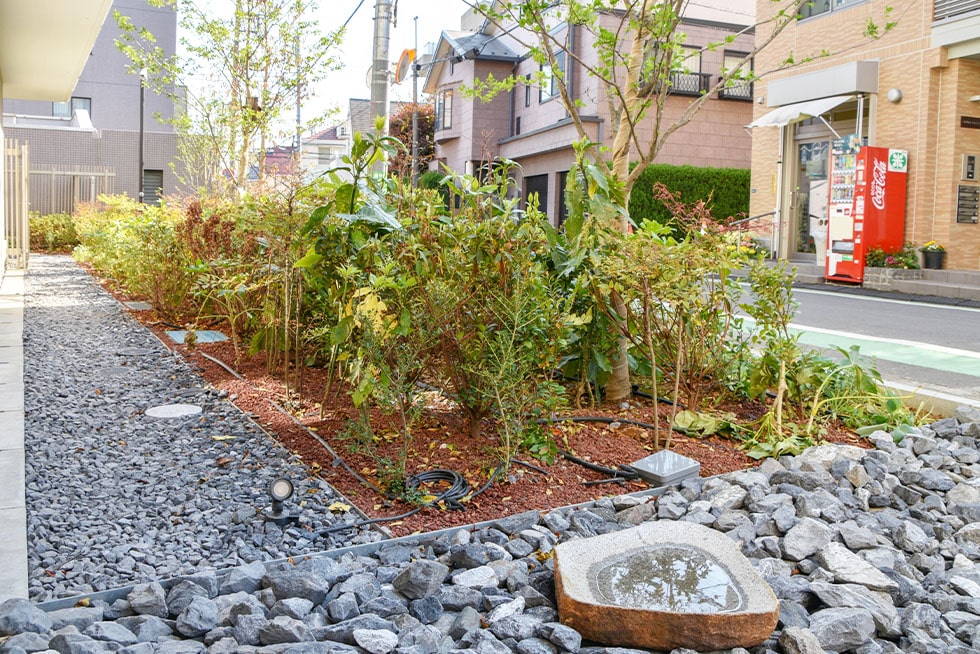 Rain garden and bird bath