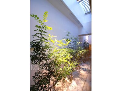 Courtyard/Greenery