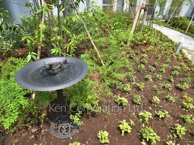 Courtyard/Greenery