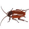 image: a Cockroach