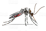 image: a Mosquito