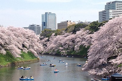 写真：Cherry blossom around Chidorigfuchi Park in spring